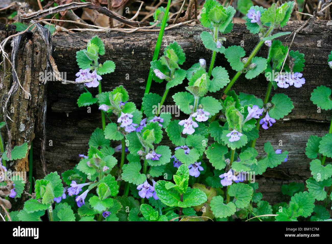 Glechoma hederacea, ground ivy, edera terrestre Stock Photo