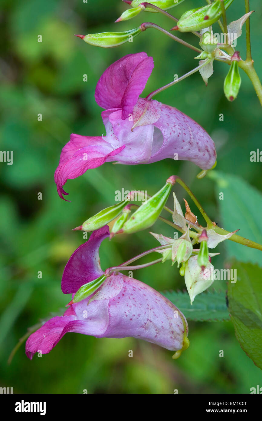 Impatiens glandulifera, policeman's helmet, non-mi-toccare Stock Photo