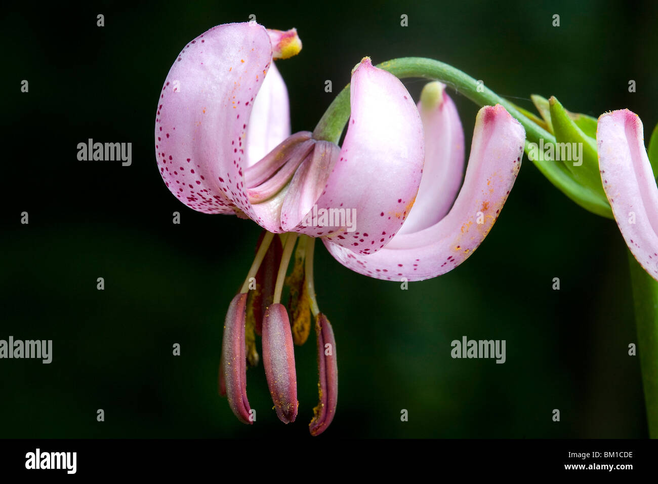 Lilium martagon, turkscap lily, martagone Stock Photo