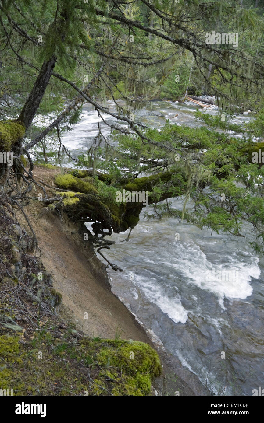 Trees overhang the raging river in spring at Englishman River Falls, Vancouver Island, British Columbia, Canada Stock Photo