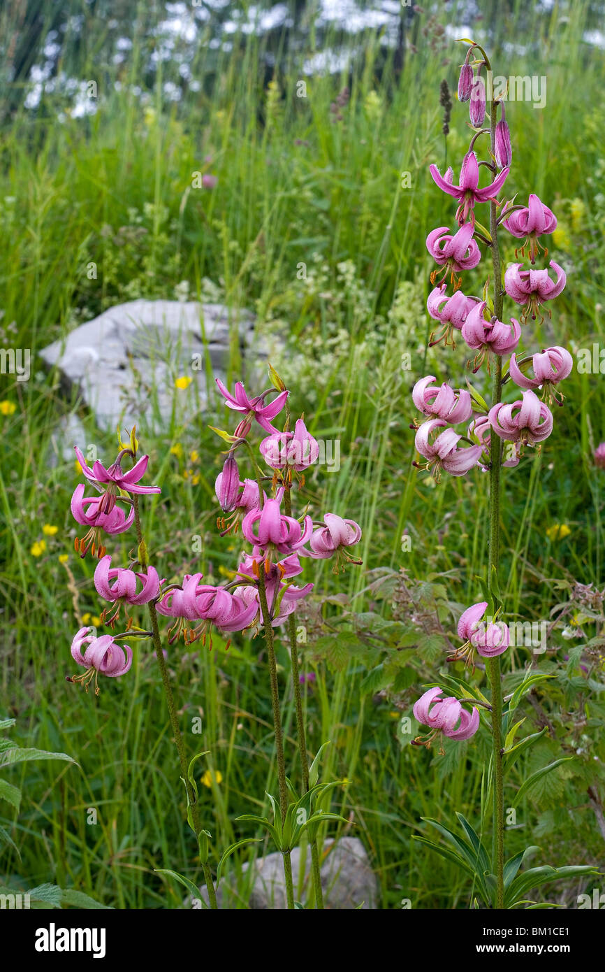 Lilium martagon, turkscap lily, martagone Stock Photo