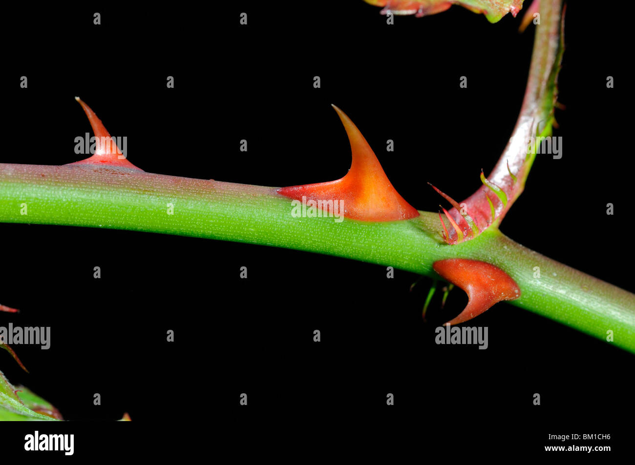 Thorns of a rose Stock Photo Alamy