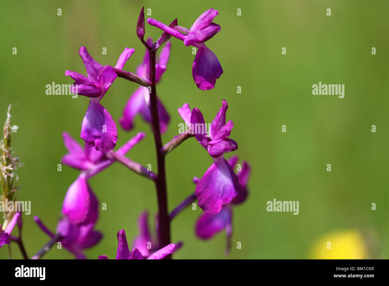 Orchis laxiflora hi-res stock photography and images - Alamy