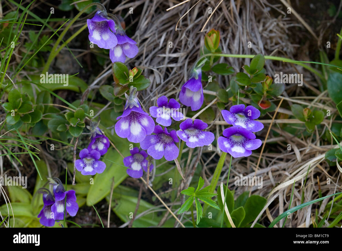Pinguicula vulgaris, butterwort, erba unta comune Stock Photo