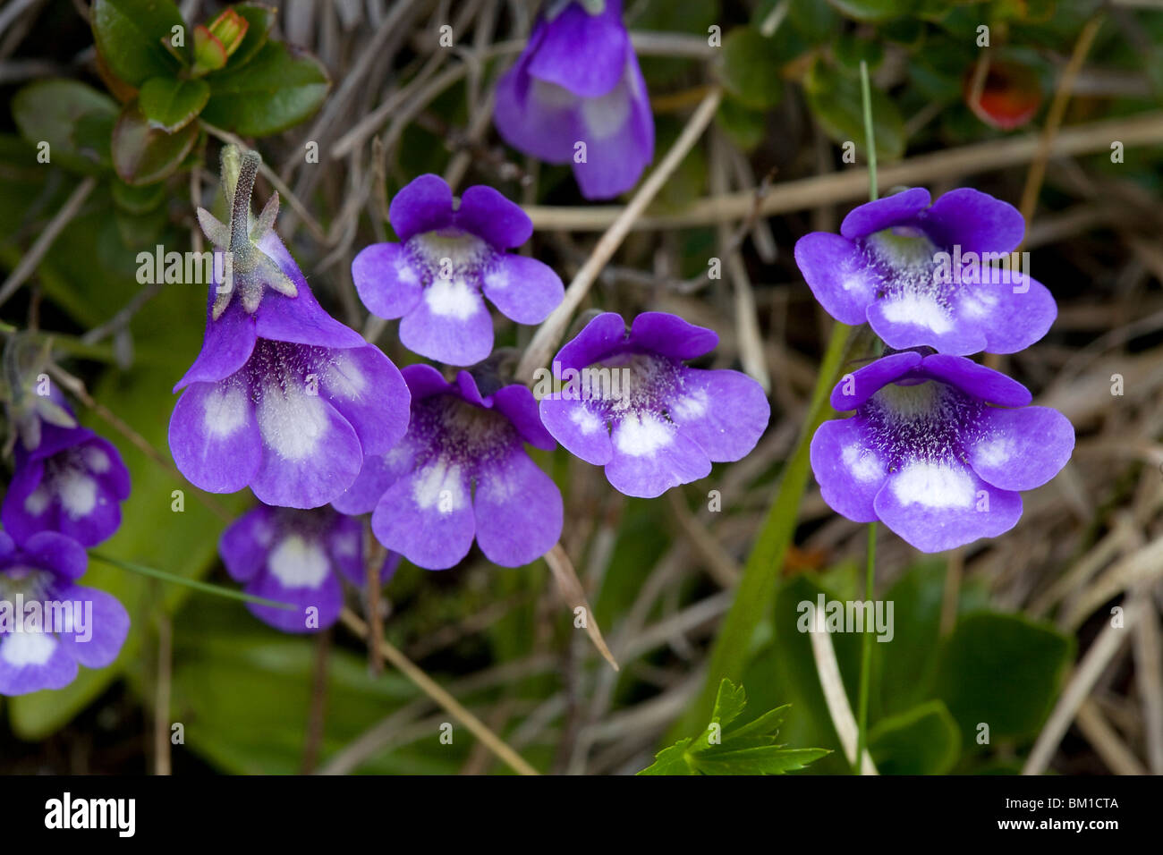 Pinguicula vulgaris, butterwort, erba unta comune Stock Photo
