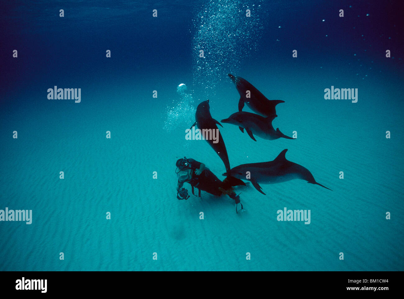 Scuba diver underwater with Atlantic Spotted dolphins (Stenella