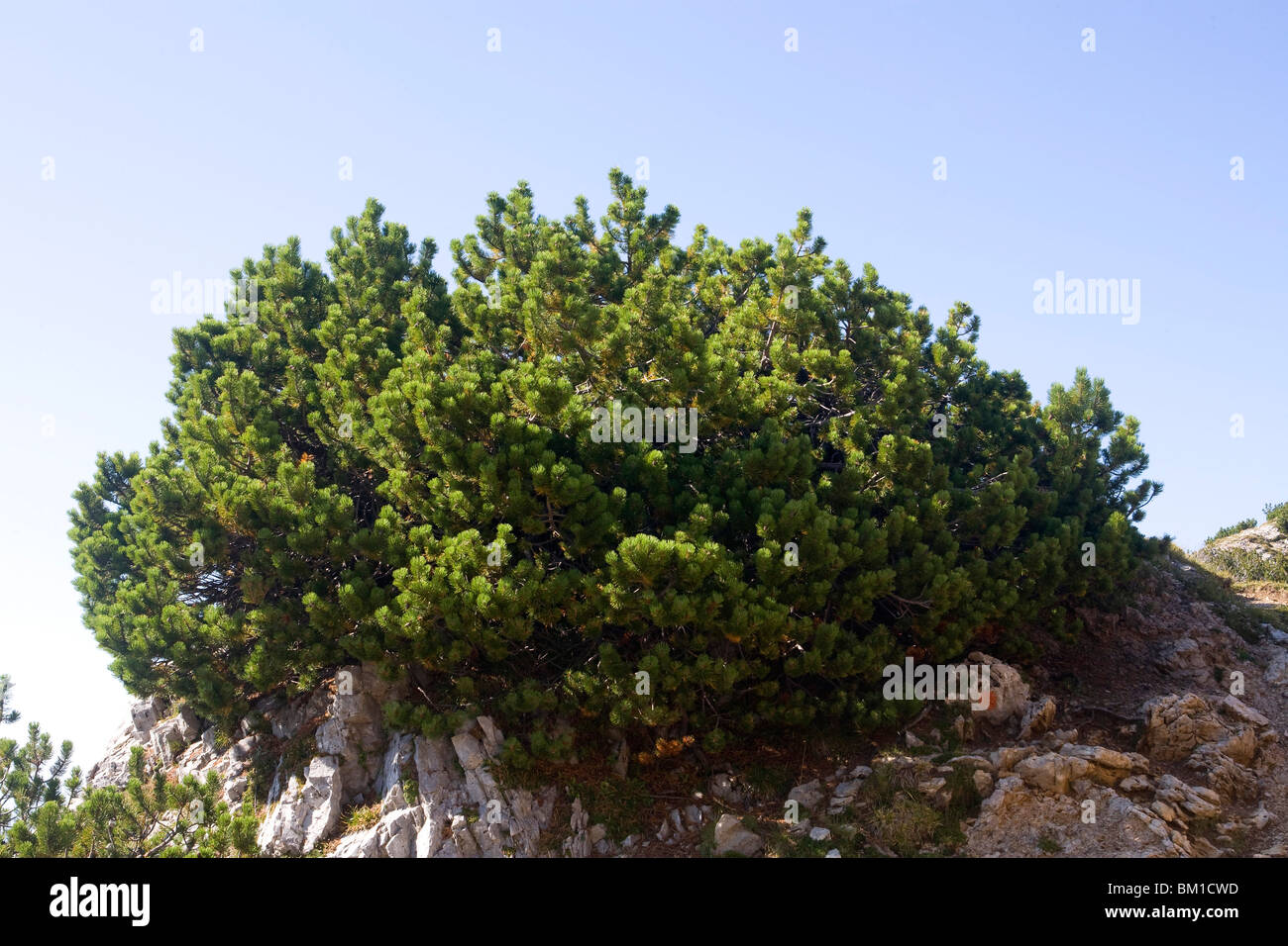 Pinus mughus, dwarf mountain pine, pino mugo Stock Photo
