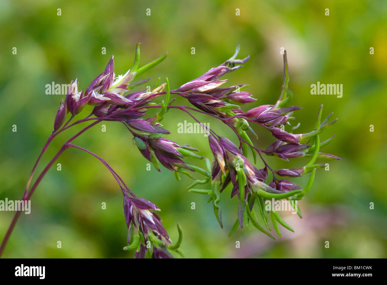 Poa alpina ssp. vivipara, alpine meadow grass, fienarola alpina Stock Photo