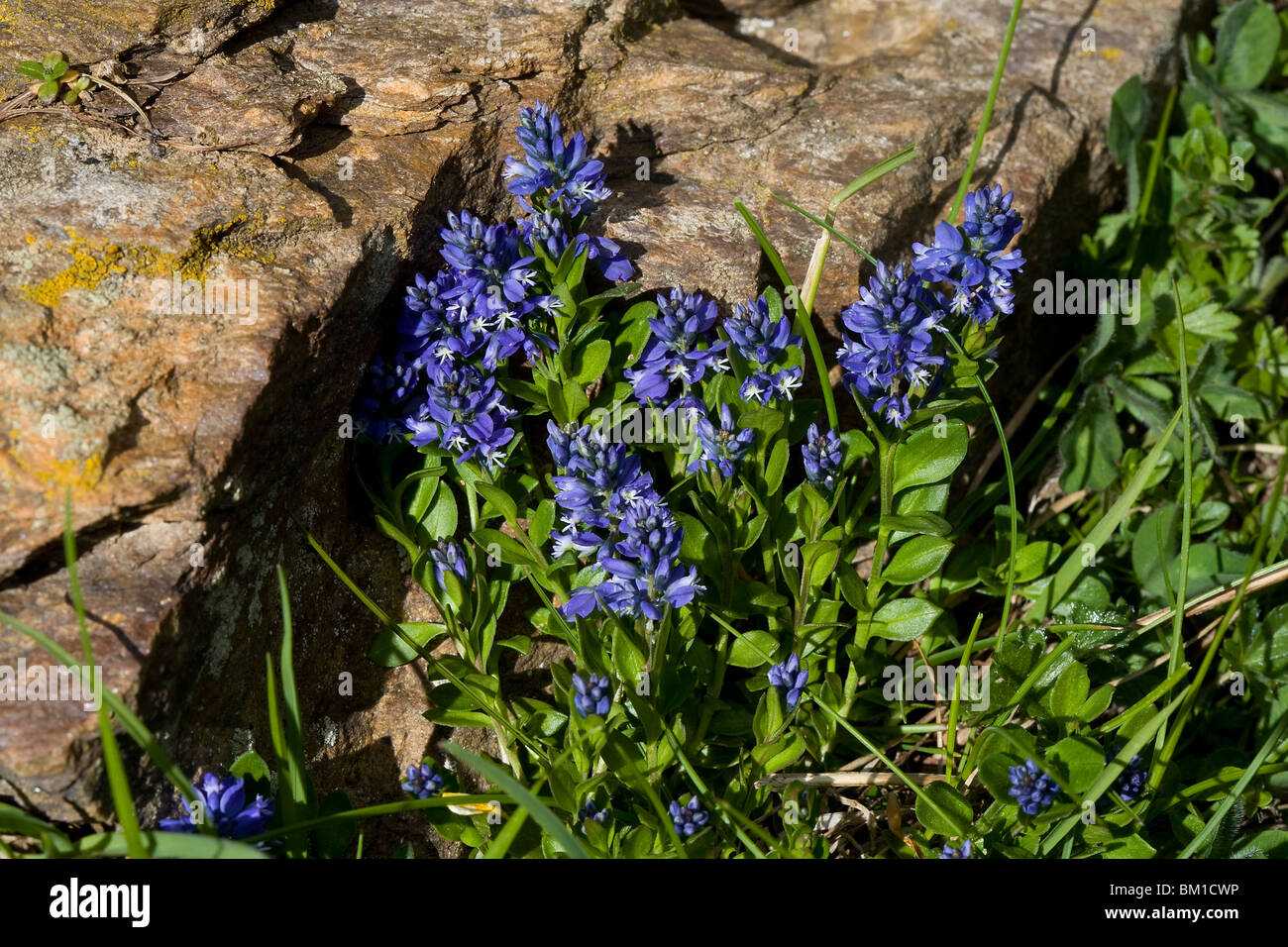Polygala alpina, alpine milkwort Stock Photo