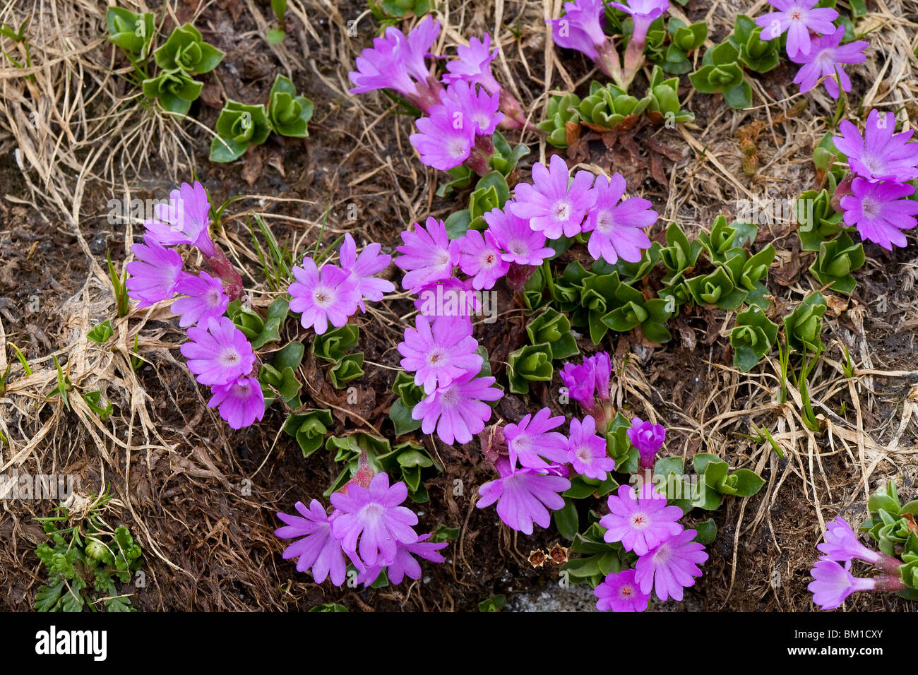 Primula integrifolia Stock Photo