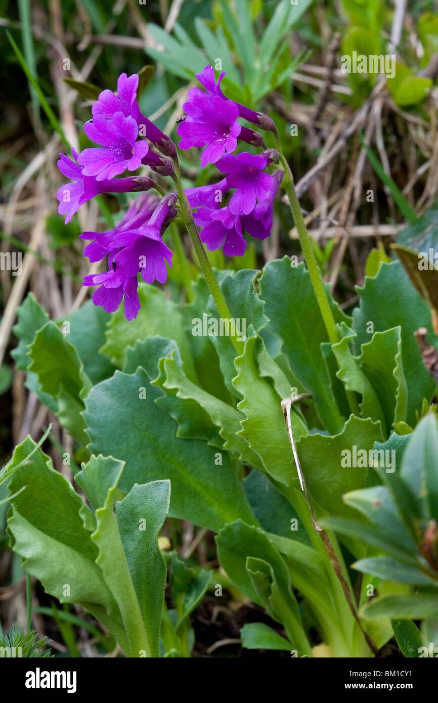 Primula latifolia Stock Photo