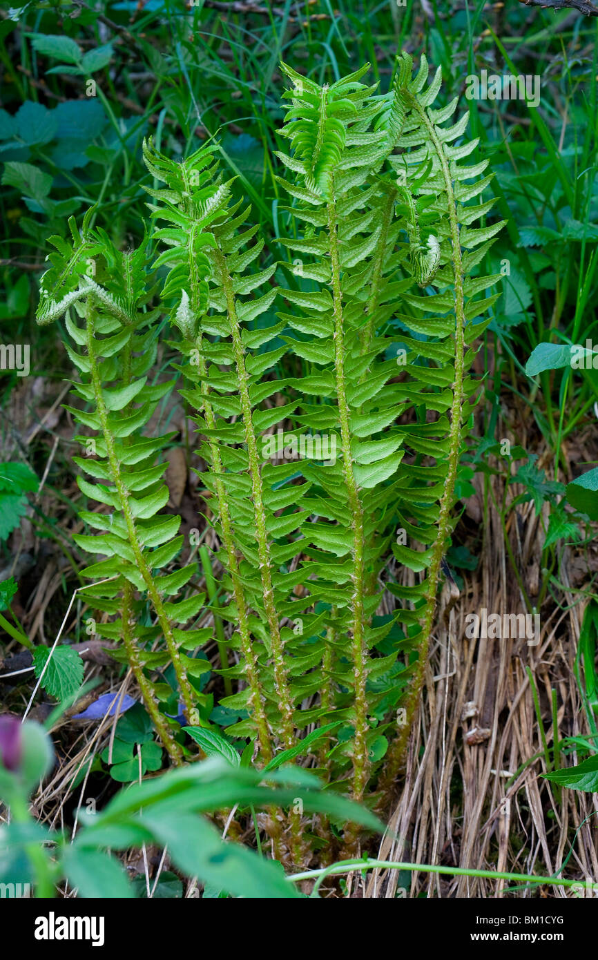 Polystichum lonchitis, holly fern, felce Stock Photo