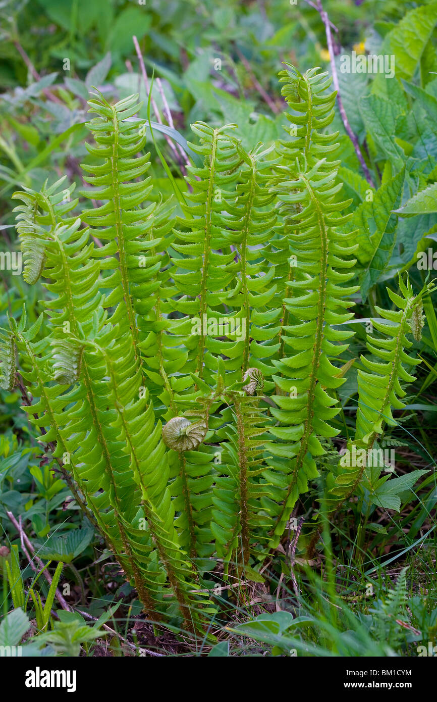 Polystichum lonchitis, holly fern, felce Stock Photo