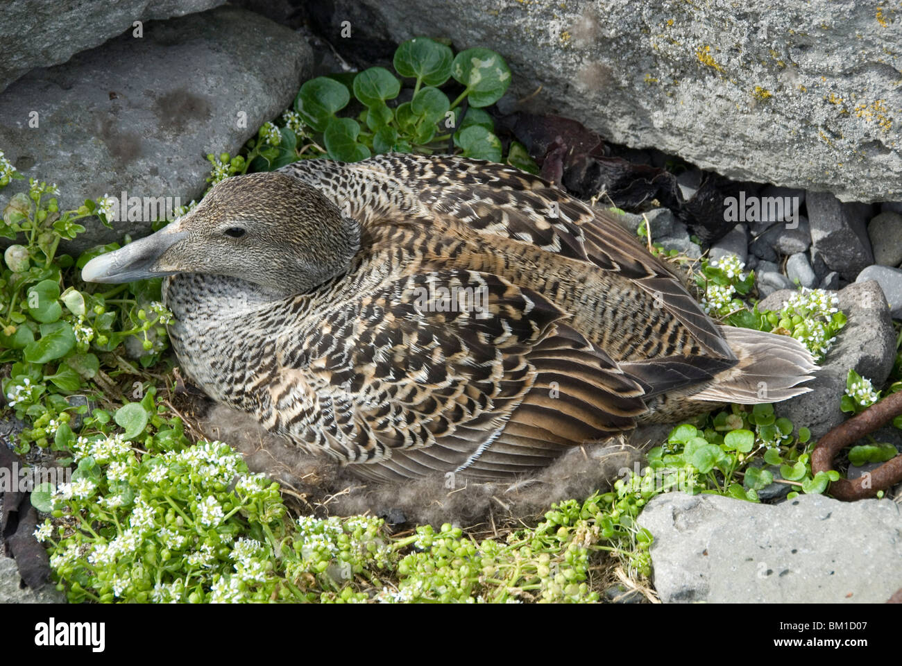 Duck down hires stock photography and images Alamy