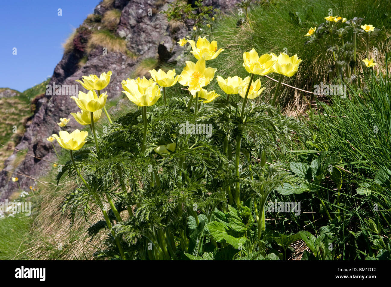 Pulsatilla alpina ssp. apiifolia, yellow pasqueflower, pulsatilla gialla Stock Photo