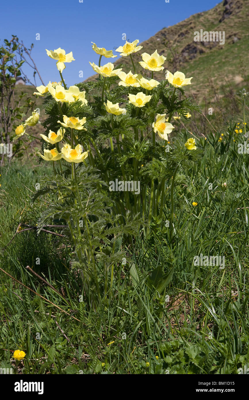Pulsatilla alpina ssp. apiifolia, yellow pasqueflower, pulsatilla gialla Stock Photo