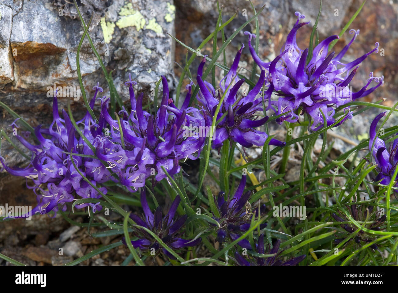 Phyteuma hedraianthifolium, raponzolo rupestre Stock Photo