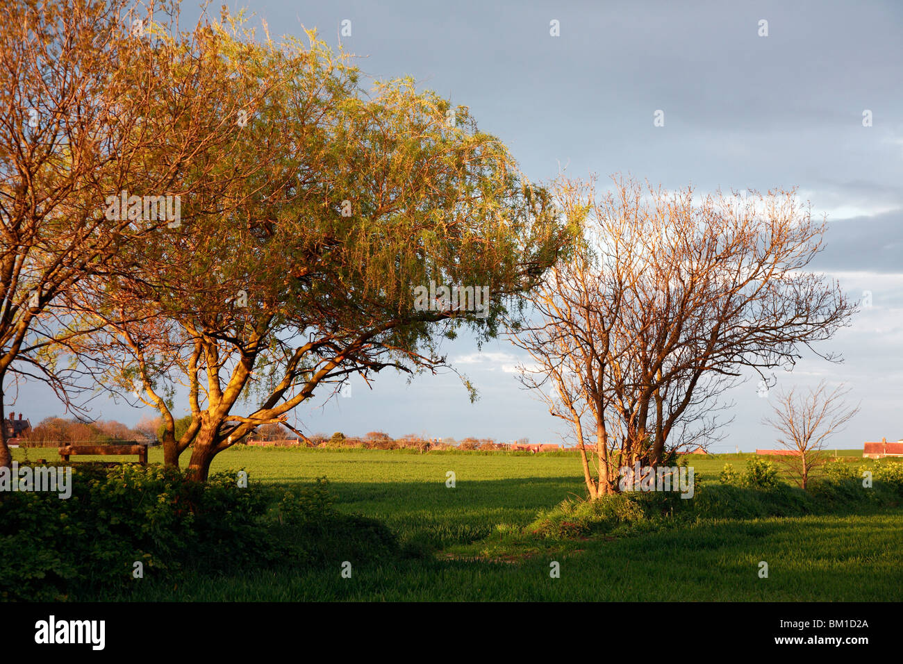 Tree trees rural hi-res stock photography and images - Alamy