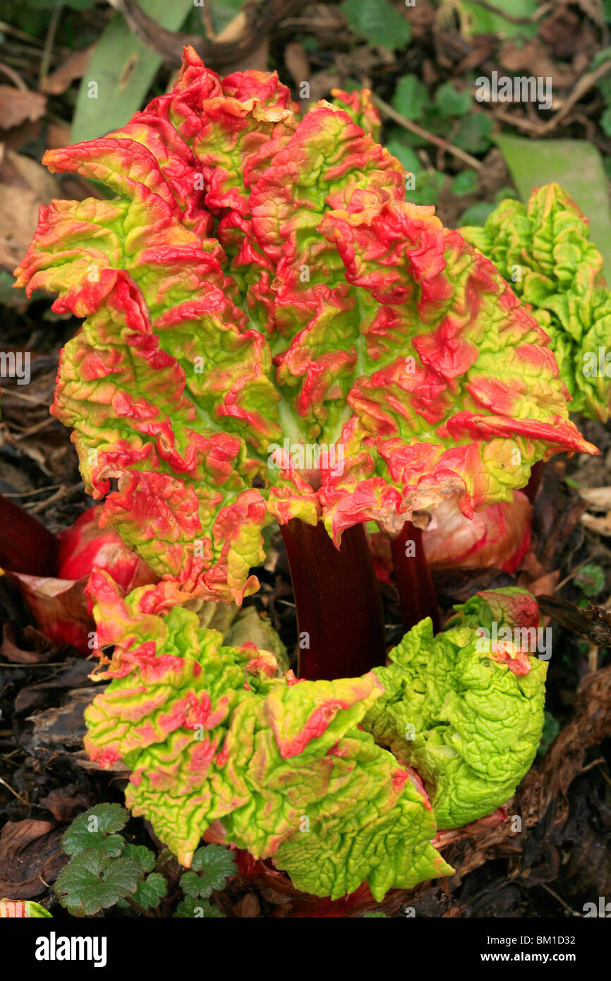 Rheum officinale, medicine rhubarb, young plants Stock Photo