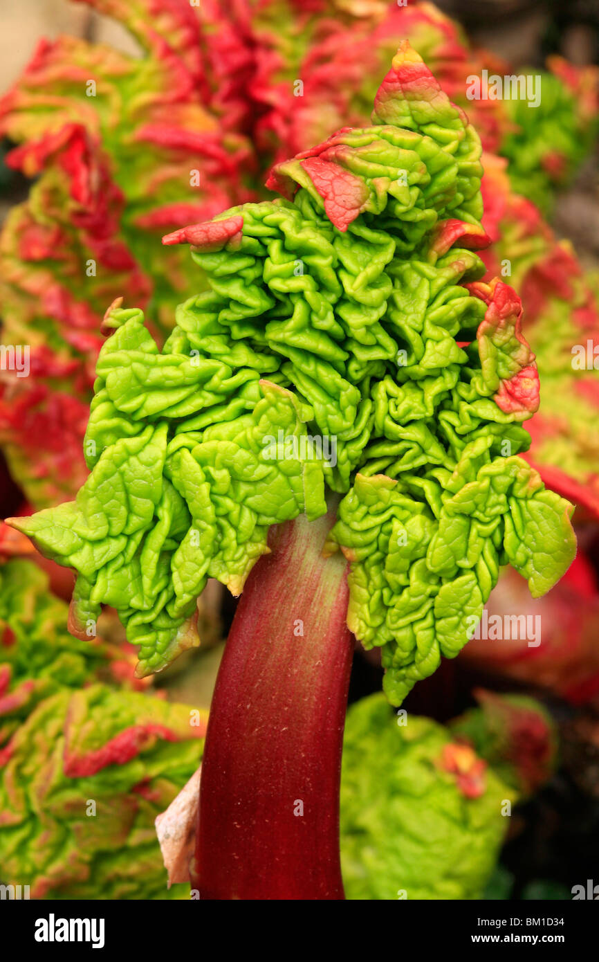 Rheum officinale, medicine rhubarb, young plants Stock Photo