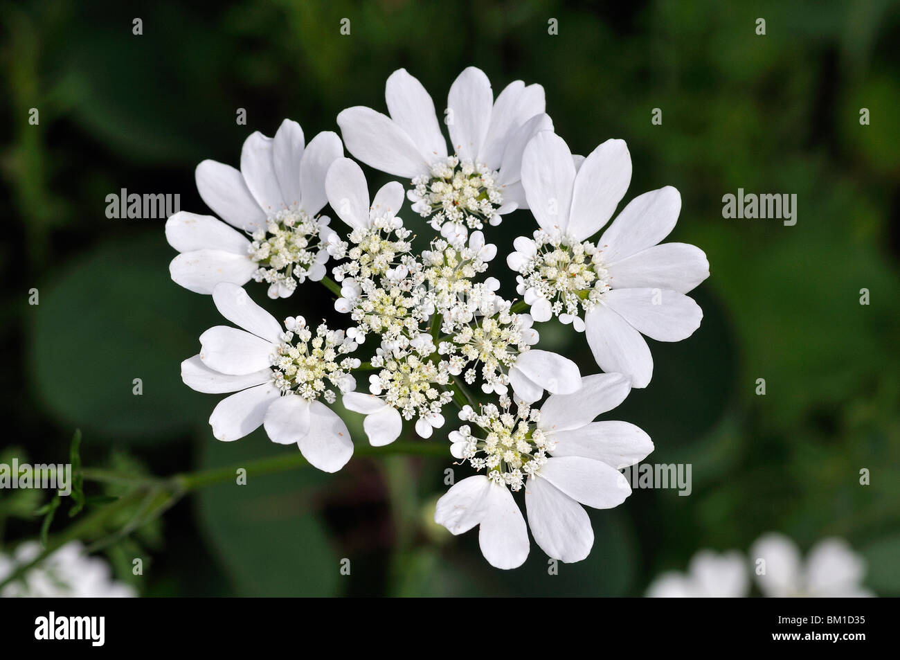 Orlaya grandiflora Stock Photo