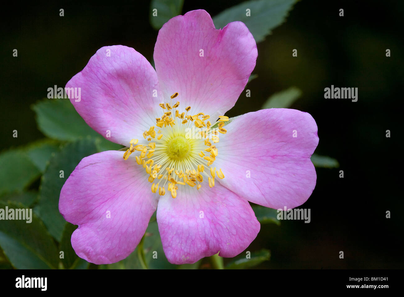 Rosa canina, dog rose Stock Photo Alamy