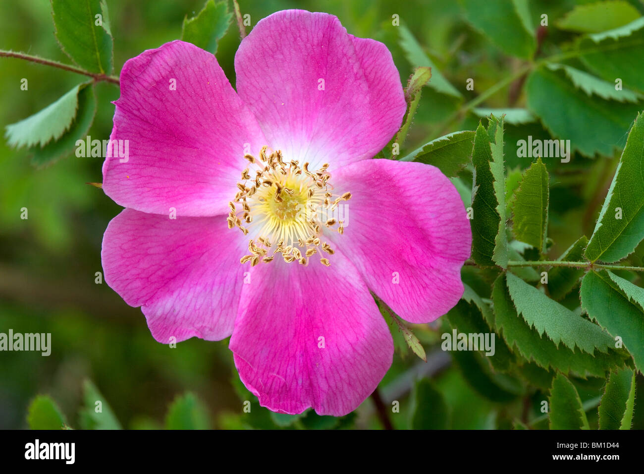 Rosa pendulina, rosa di monte Stock Photo