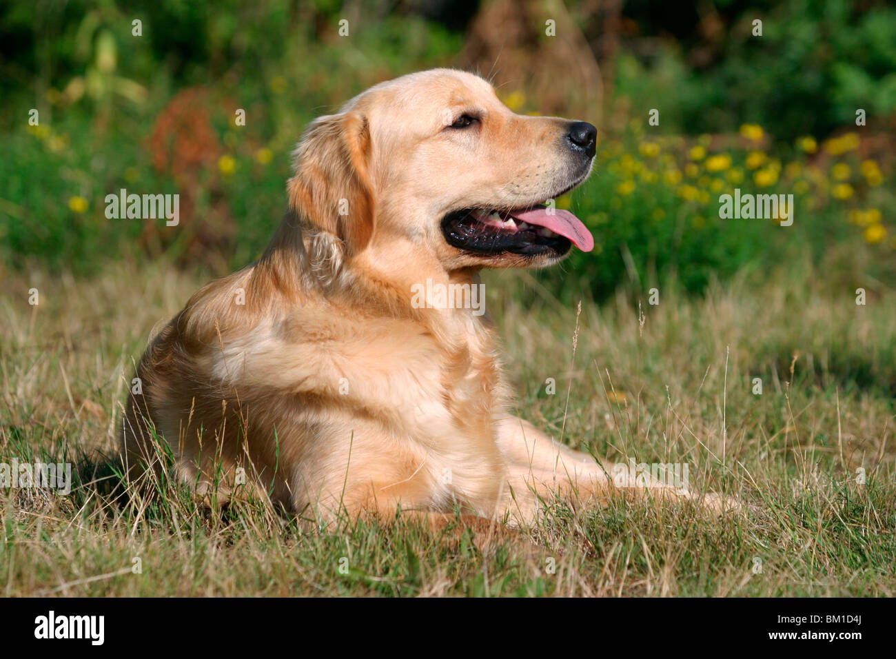 Golden Retriever Liegender Hund Golden High Resolution Stock Photography  and Images - Alamy