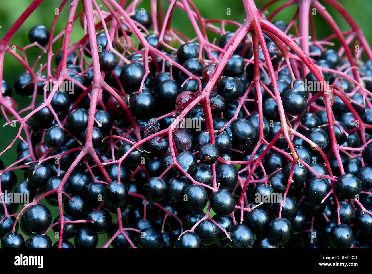 Sambucus nigra, black elder, berries, sambuco nero Stock Photo Alamy