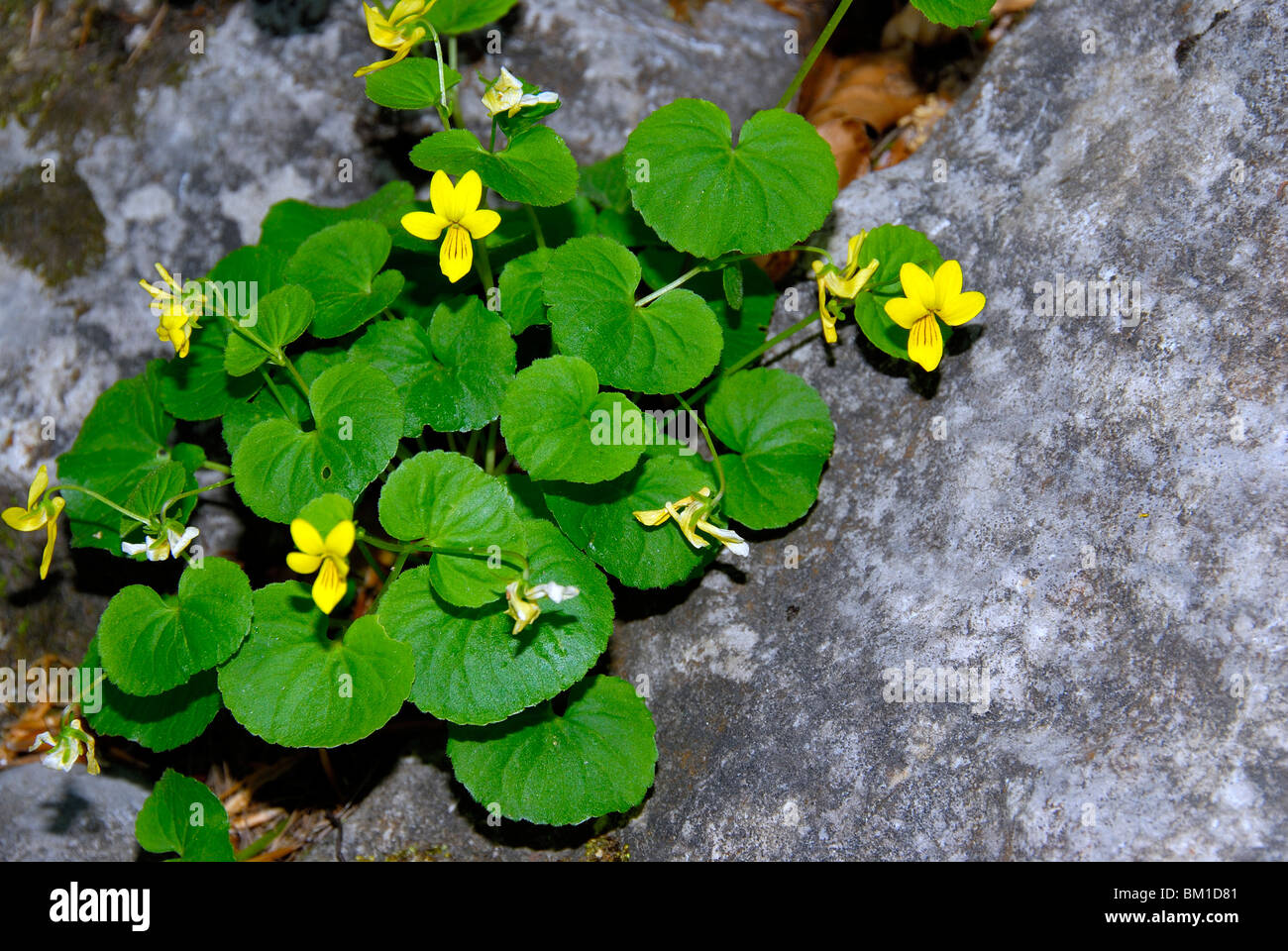 Viola biflora Stock Photo
