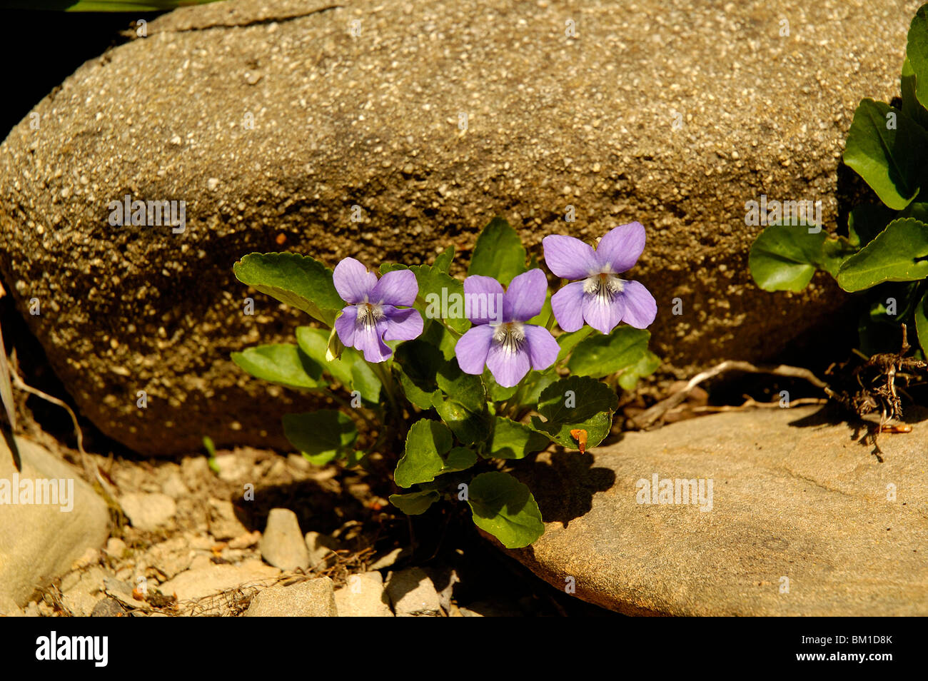 Viola rupestris Stock Photo