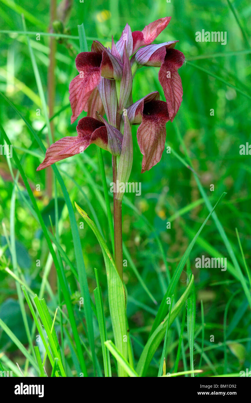 Serapias vomeracea, orchid Stock Photo Alamy