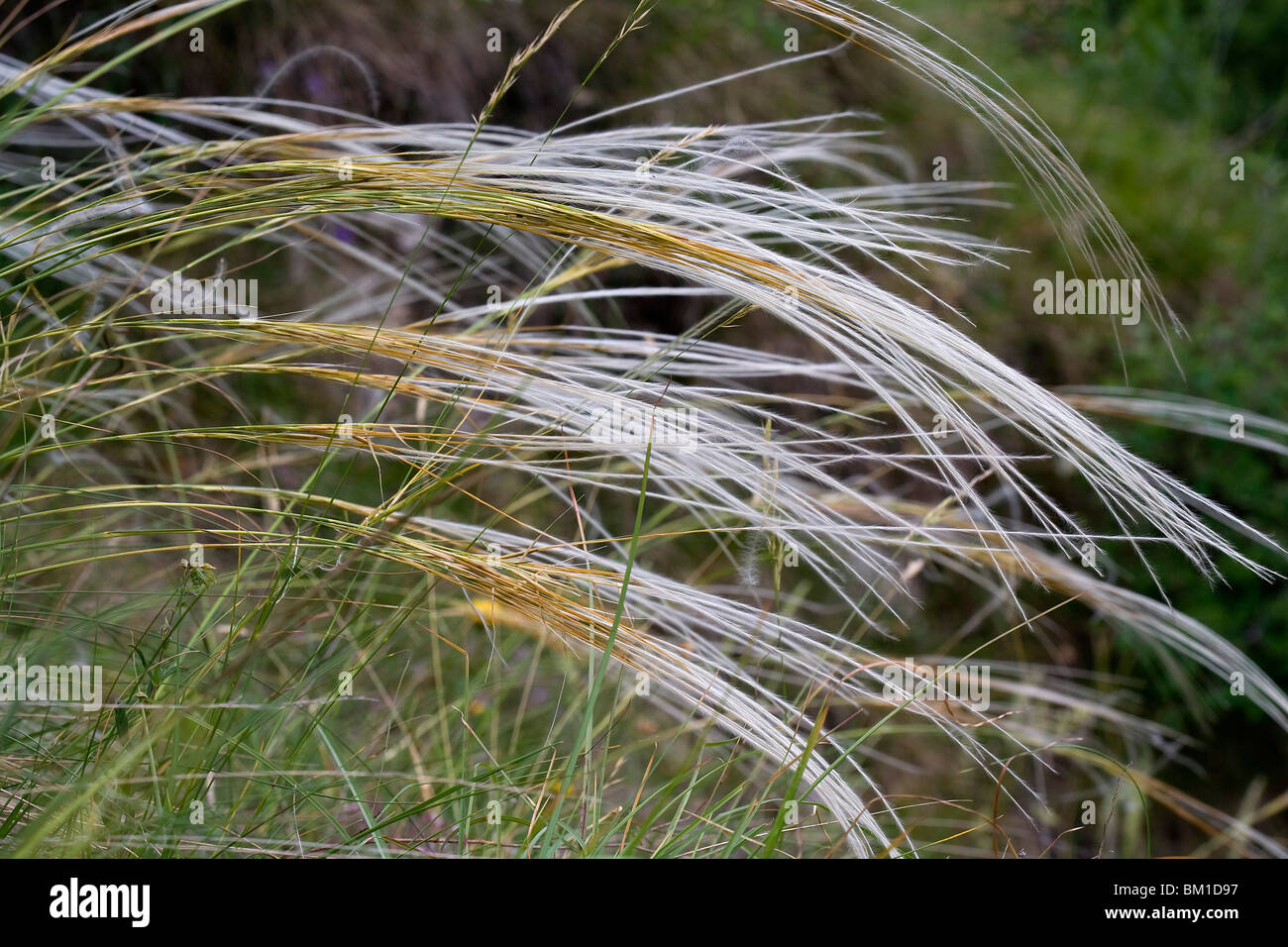 Stipa pennata, feather grass, lino delle fate Stock Photo