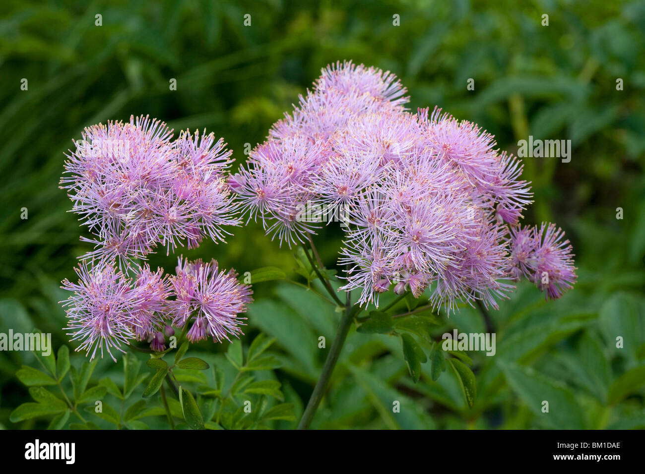 Thalictrum aquilegiifolium, meadow rue, pigamo colombino Stock Photo