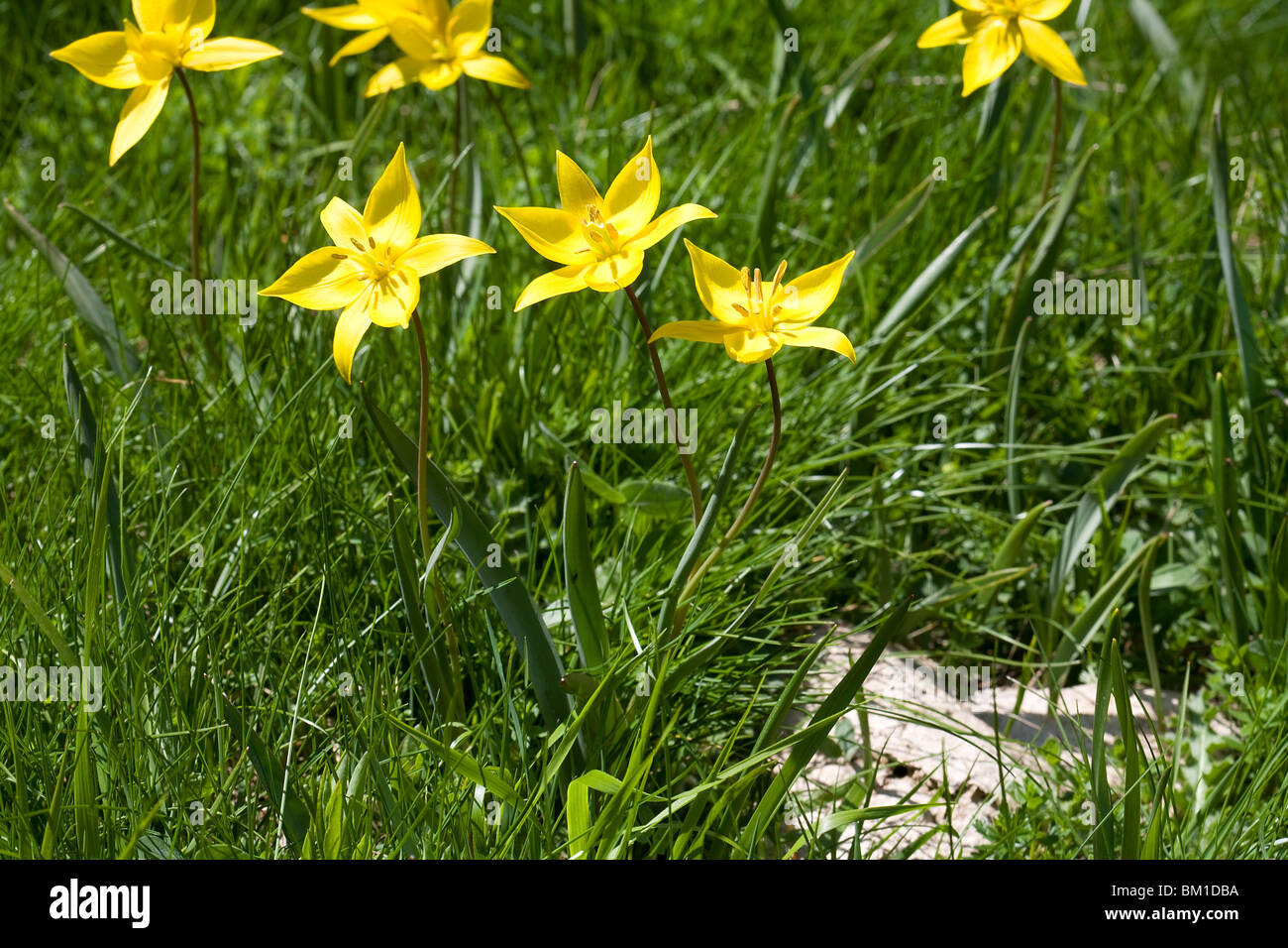 Tulipa sylvestris ssp. australis Stock Photo