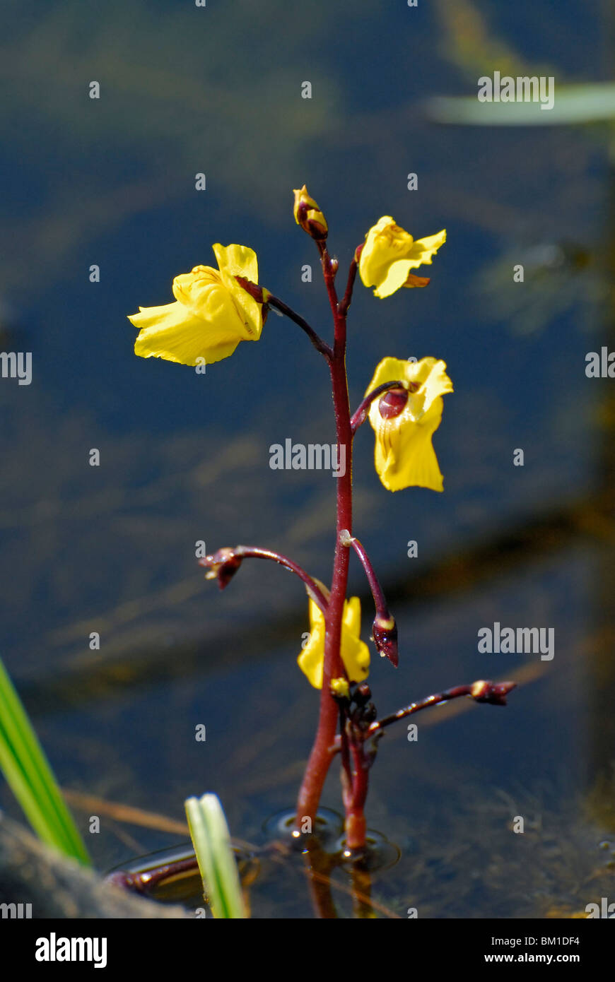Utricularia vulgaris, Common Bladderwort Stock Photo