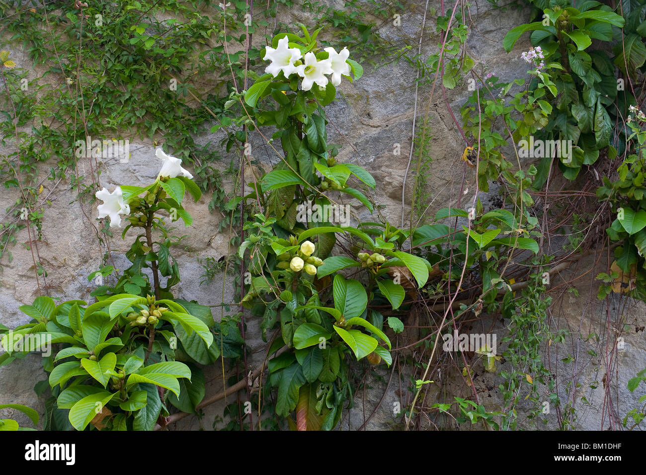 Beaumontia grandiflora, herald's trumpet Stock Photo