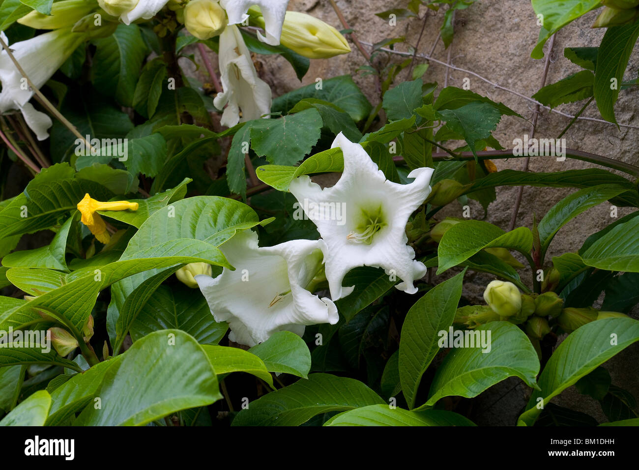 Beaumontia grandiflora, herald's trumpet Stock Photo