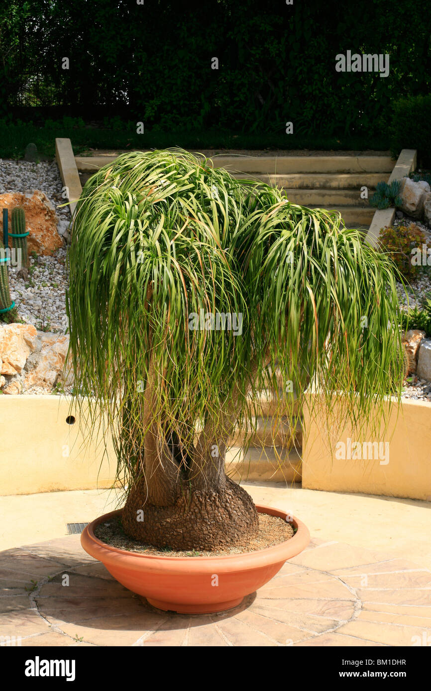 Beaucarnea recurvata (Nolina r.), elephant foot tree, pianta mangiafumo Stock Photo