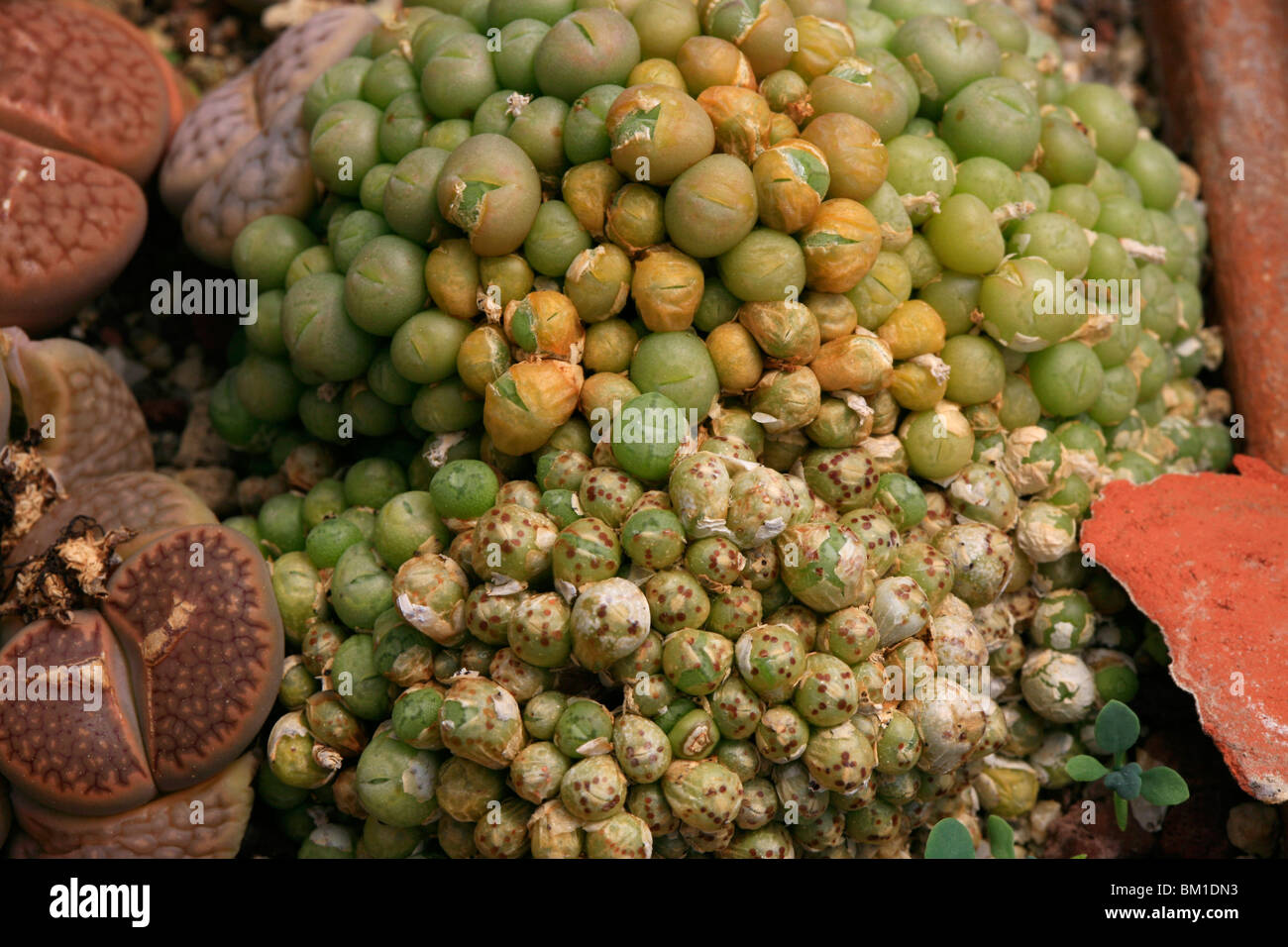 Conophytum ectypum Stock Photo