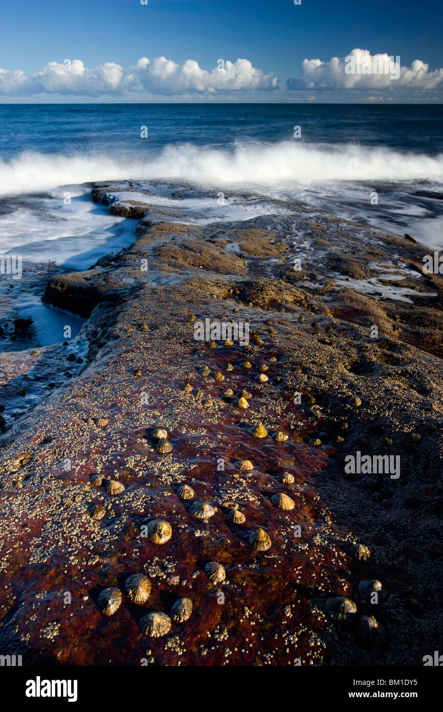 Waves crashing on rocks covered in barnacles, Cullernose Bay, near Alnwick, Northumberland, England, United Kingdom, Europe Stock Photo