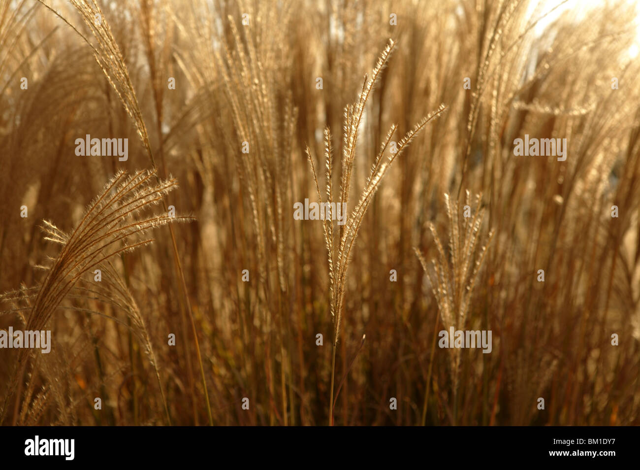 Golden spikes grass crop background pattern Stock Photo