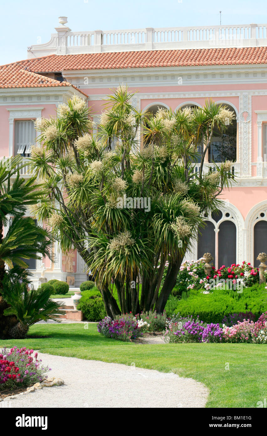 Cordyline australis in the French garden, Villa Ephrussi De Rothschild, St. Jean Cap-Ferrat, France Stock Photo