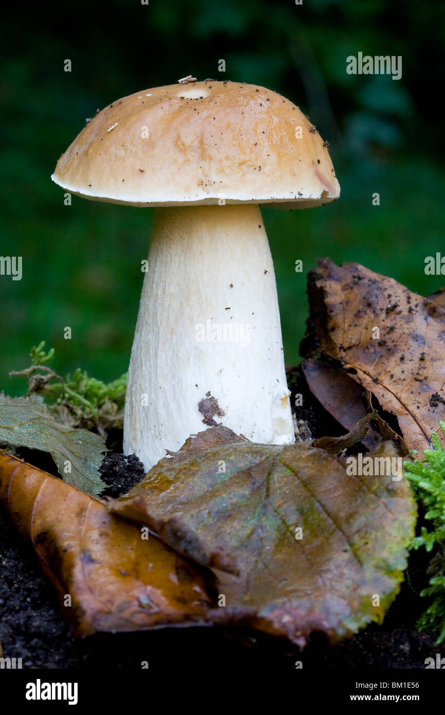 Boletus edulis, polish mushroom, porcino Stock Photo Alamy