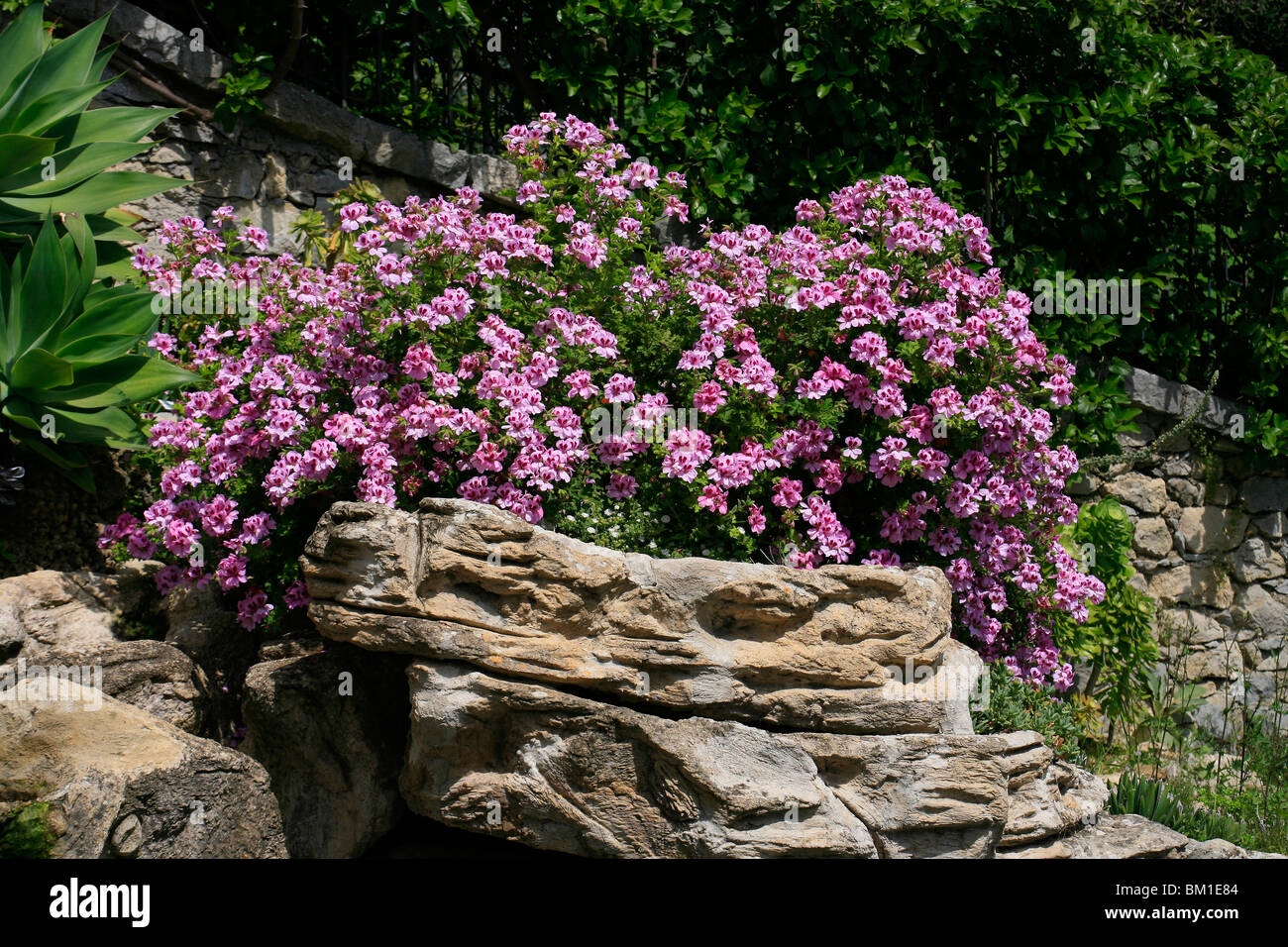 Pelargonium x domesticum, regal pelargonium, geranio imperiale Stock Photo