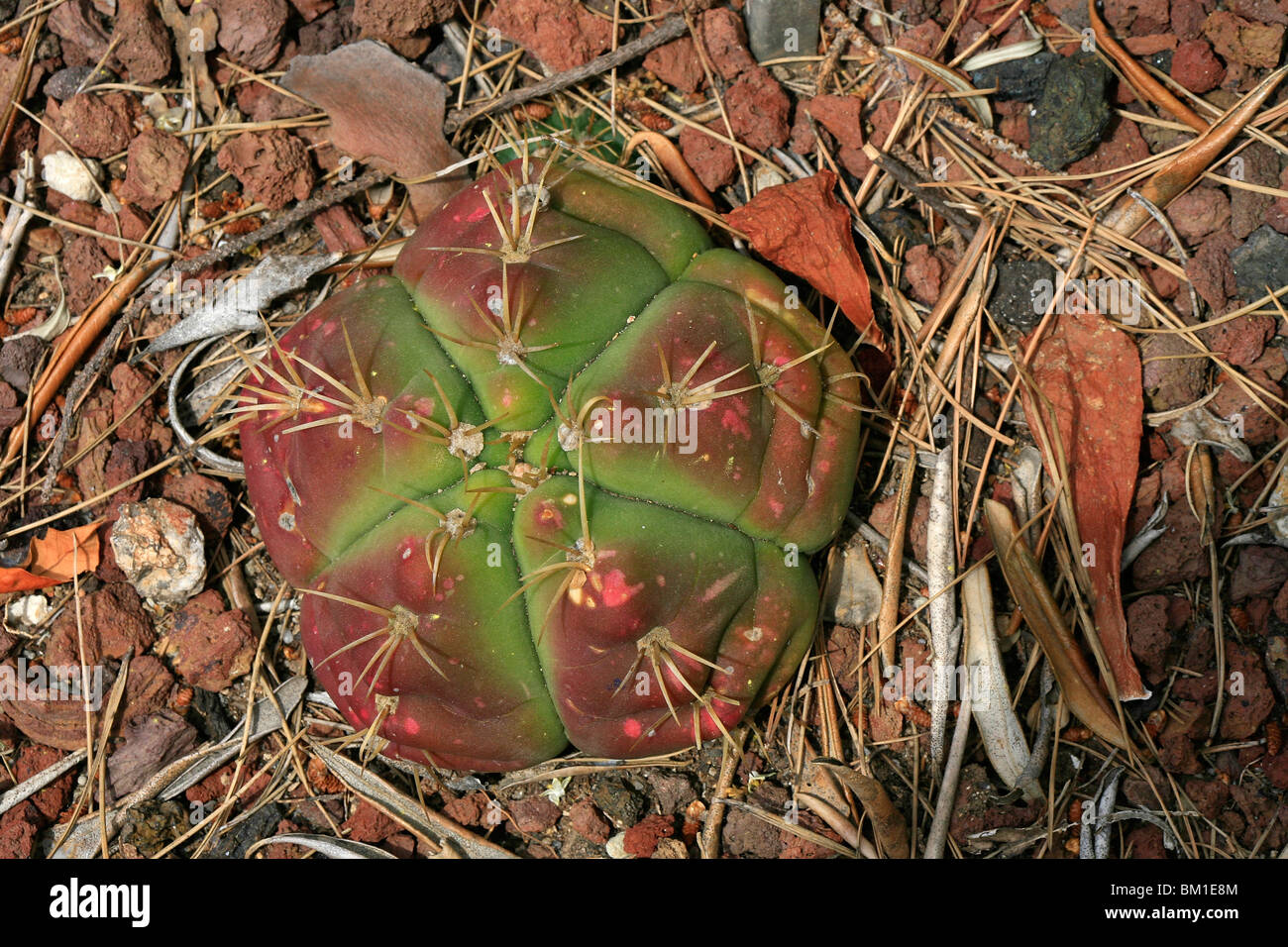 mammillaria perezdelarosae v. andersoniana Mammillaria perezdelarosae ssp. andersoniana f. longispina GCG 12621 S