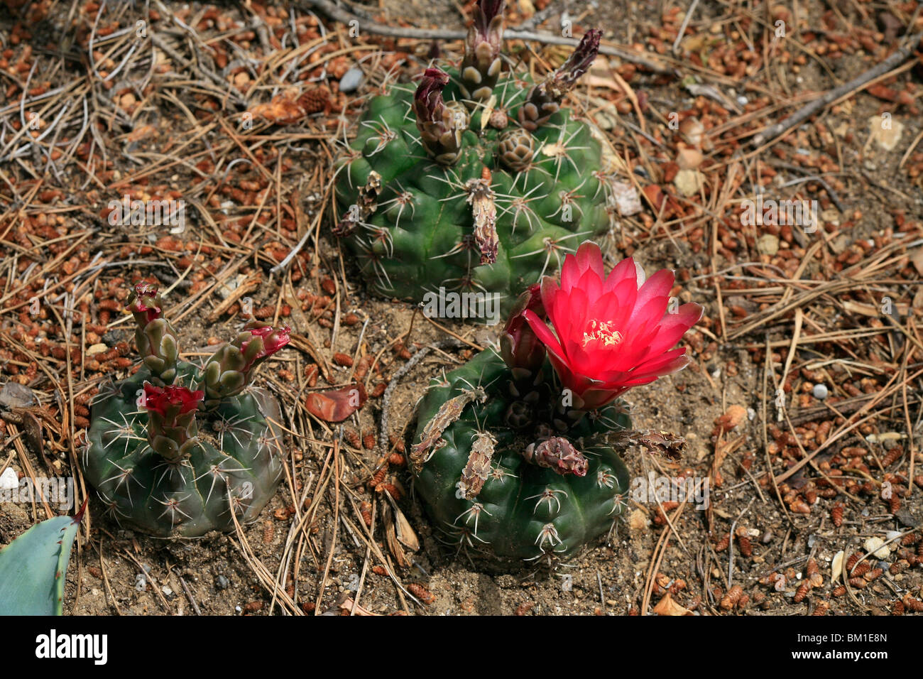 Gymnocalycium sp., cactus Stock Photo