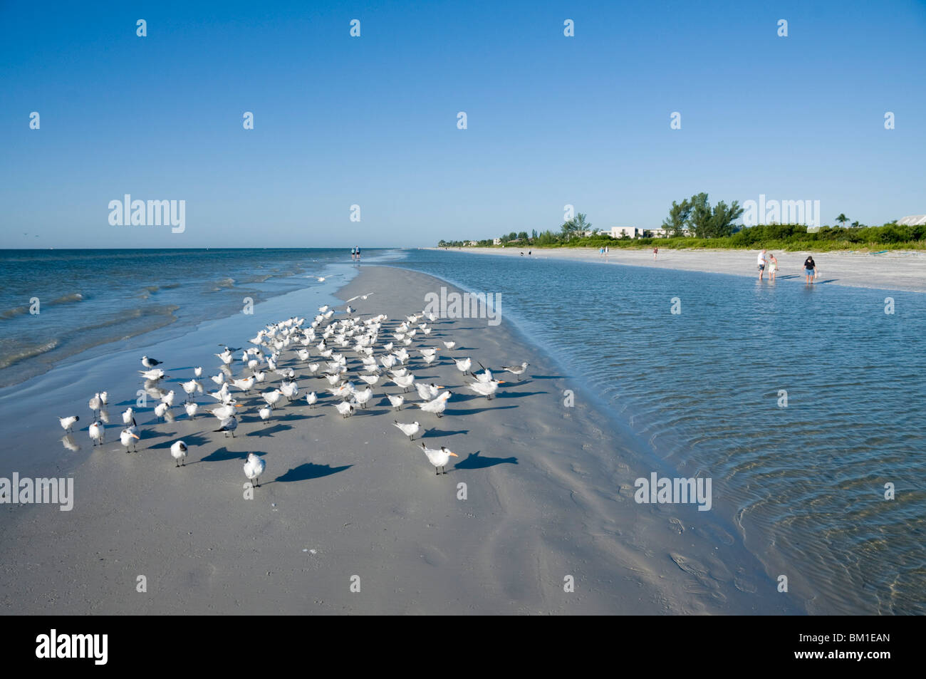 Royal tern birds on beach, Sanibel Island, Gulf Coast, Florida, United States of America, North America Stock Photo