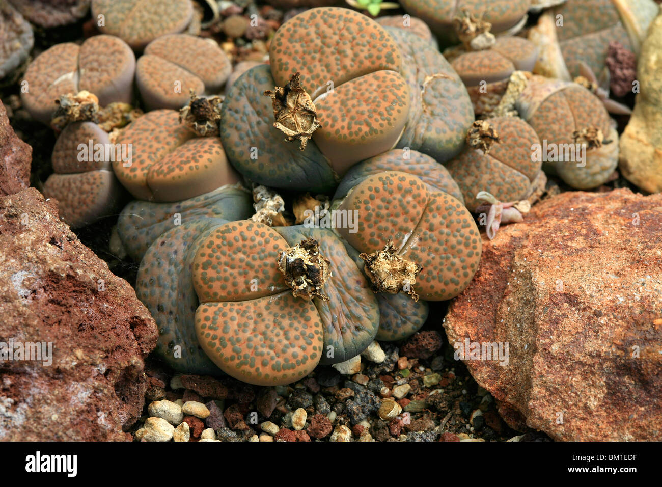 Lithops fulviceps, living stones, sassi viventi Stock Photo