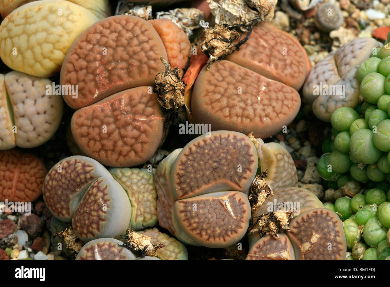 Lithops hookeri, living stones, sassi viventi Stock Photo